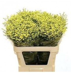 ΛΙΜΟΝΙΟΥΜ  ΚΙΤΡΙΝΟ  LIMONIUM CHINA YELLO SUMMER